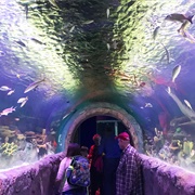 Coney Island Aquarium