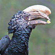 Silvery-Cheeked Hornbill