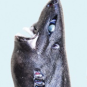 Ninja Lanternshark
