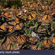 Monarch Butterfly Biosphere Reserve, Mexico