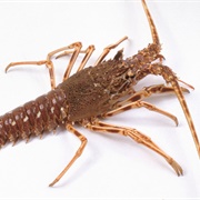 Spiny Lobster