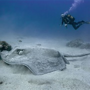 Scuba Dive With Stingrays