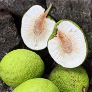 Breadfruit