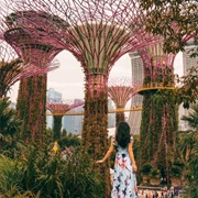 Supertree Grove