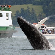 Rush Hour, Seeing Orcas During Commute, Seattle Ferry, WA