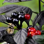 Black Pearl Pepper