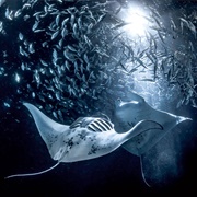 Kona Manta Ray Night Swim