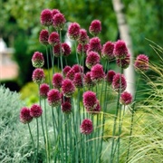 Drumstick Allium