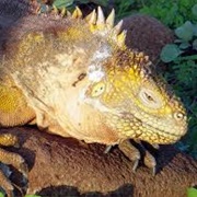 Land Iguana