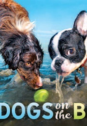 Dogs on the Beach (Lara Jo Regan)