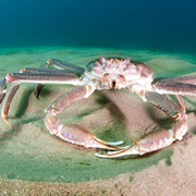 Snow Crab