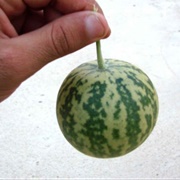 Aboujahl Watermelon