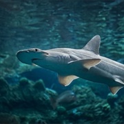 Bonnethead Shark