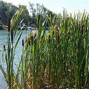 Cattail Plant