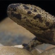 Japanese Giant Salamander