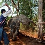 Take an Elephant Ride