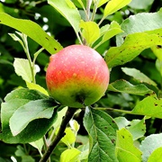 Stark Earliest Apples