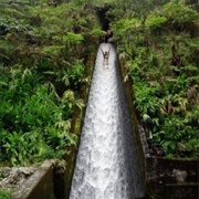 Ride a Jungle Water Slide