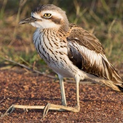 Bush Stone Curlew