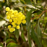 Mallee Golden Wattle (Acacia Notabilis)