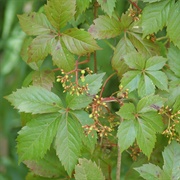 Virginia Creeper