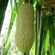Karagumoy (Pandanus Simplex)