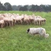 Border Collie at Work