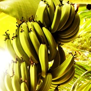 Bananas