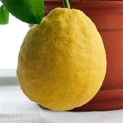 Baboon Lemon