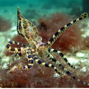 Blue Ringed Octopus