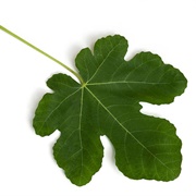Fig Leaf