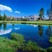Tuolumne Meadows