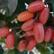 Goumi Fruit