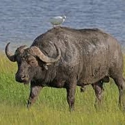 Water Buffalo