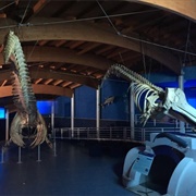 Museo Di Storia Naturale Del Mediterraneo, Livorno