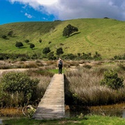 Tawharanui Beach Walk