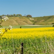 Calstone and Cherhill Downs, Wiltshire