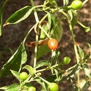 Chiltepin Pepper