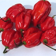 Caribbean Red Habanero