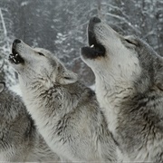Track Wolves in the Snow (SK)