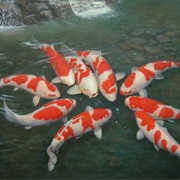 Japanese Koi