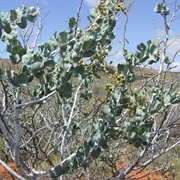 Ranji Bush (Acacia Pyrifolia)