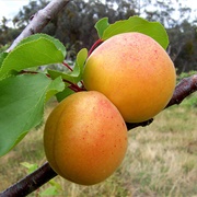 Ansu Apricot (Prunus Armeniaca)