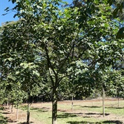 Lacebark Tree (Brachychiton Discolor)