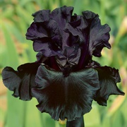 Black Iris