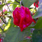 Red Savina Pepper