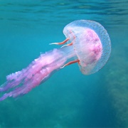 Jellyfish