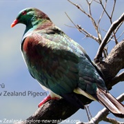 Native Island NZ