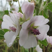 Marsh Mallow