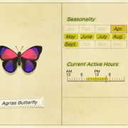 Agrias Butterfly